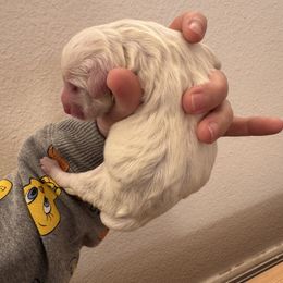 Light Blue Boy - White male Sheepadoodle puppy in Kissimmee, Florida from Sunflower Family Farms