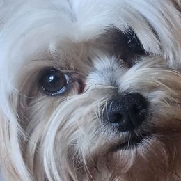 Fae - Yorkshire Terrier