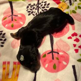 Head Black and Tan Male - Black and tan male Dachshund puppy in Red Bud, Illinois from Midwest Miniature Dachshunds