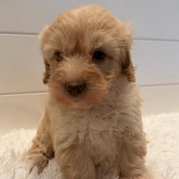 Purple Collar Girl - Apricot female Goldendoodle puppy in San Augustine, Texas from Vintage Doodles