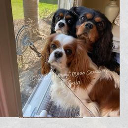 Cavalier King Charles Spaniels from Harvest Moon Cavaliers