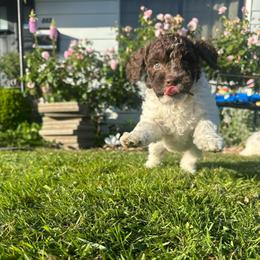 Gia - White female Lagotto Romagnolo puppy in Chehalis, Washington from Scarlet Oak Lagotti