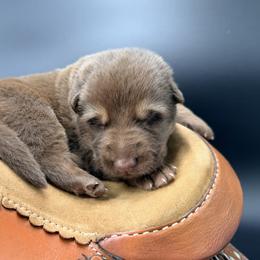 Ransom - Liver male German Shepherd puppy in Lebanon County, Pennsylvania from Regalimage