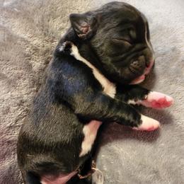 Boxer Puppies from Winchester Boxers