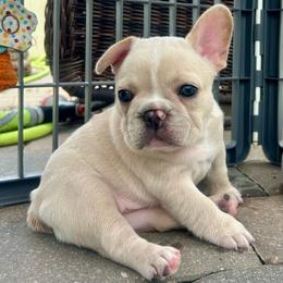 Pearl - Cream female French Bulldog puppy in Clermont, Florida from Nala’s Nest