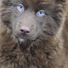 Cayenne - Red and white female Siberian Husky puppy in East Tawas, Michigan from BurnsBerg's Woolies