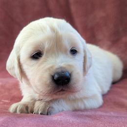 Pink - Light golden female Golden Retriever puppy in Roseburg, Oregon from Unbound Goldens