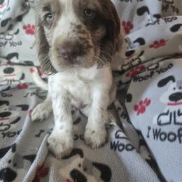 Scooby - Liver and white male English Springer Spaniel puppy in Brodhead, Wisconsin from Pinwheel Acres