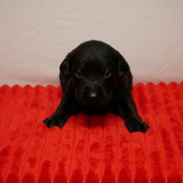 Licorice - Yellow male Labrador Retriever puppy in Buffalo Valley, Tennessee from Buffalo Valley Breeders