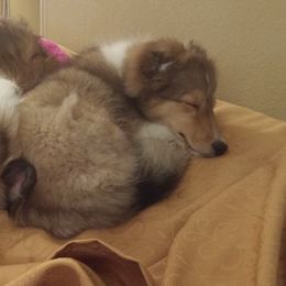 Shetland Sheepdogs from Windy Creek Shelties