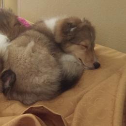 Shetland Sheepdogs from Windy Creek Shelties
