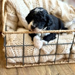 Marshmallow - Black and white male Bernedoodle puppy in Santa Barbara, California from K+C Doodles