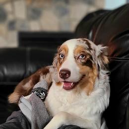 Livie - Australian Shepherd