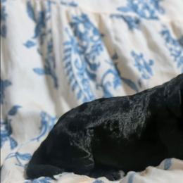 Ginny - Black female Sheepadoodle puppy in Austin, Texas from Darling Doodles