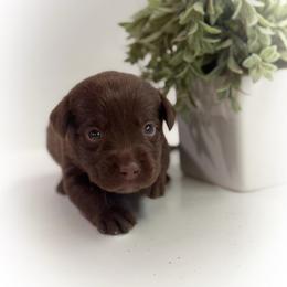 Belladonna - Chocolate female Labrador Retriever puppy in Isle, Minnesota from Dog Ear Outfitters