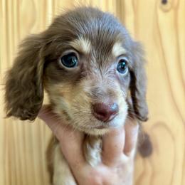 LINCOLN - Chocolate and tan male Dachshund puppy in Delano, Tennessee from Olive Branch Acres
