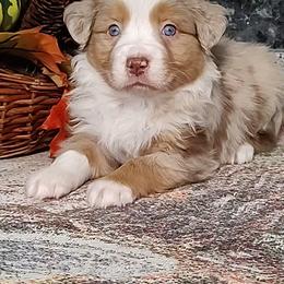 Miniature American Shepherds and Miniature Australian Shepherds from Buck-Run Puppies