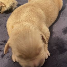 Golden Retriever Puppies from 13 GORGEOUS Goldens