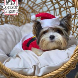 Nate - Biewer Terrier