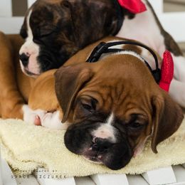 Airedale Terrier and Boxer Puppies from Roc Haven Airedales & Boxers