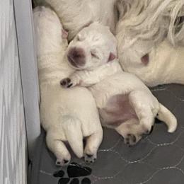 West Highland White Terrier puppies from Sand Dollar Westies of Delaware