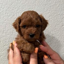Boy 4 - Red  male Goldendoodle puppy in Sacramento, California from Goldendoodlesca