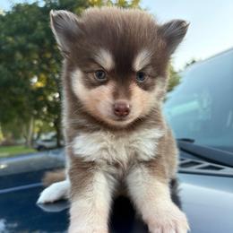 Pyra - Chocolate female Pomsky puppy in Valparaiso, Indiana from Valparaiso Pomskys