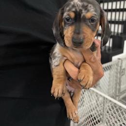 Oreo - Dapple male Dachshund puppy in Tomball, Texas from Gutierrez House of Doxies