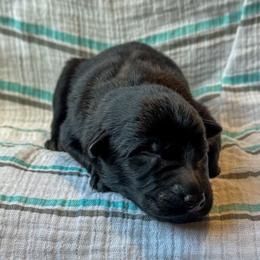 Casimir (Teal) - Gold brindle male Dutch Shepherd puppy in Slippery Rock, Pennsylvania from Pytka Performance K9