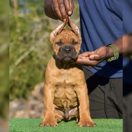 Boy 1 - Fawn male Cane Corso puppy in Willis, Texas from Royal Guardian Cane Corso