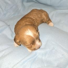 Male Red with White Paws - Red male Havapoo puppy in Killbuck, Ohio from Rachelle's Havapoos