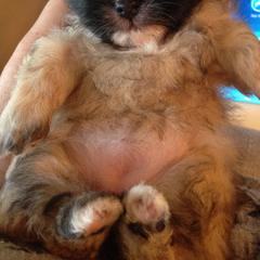 Mi-Kis from Pat N Ricks Mi-Kis