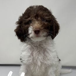 Lilly - Cream female Labradoodle puppy in Ballwin, Missouri from Show Me Doodles