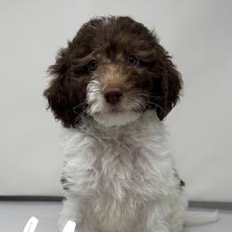 Lilly - Cream female Labradoodle puppy in Ballwin, Missouri from Show Me Doodles