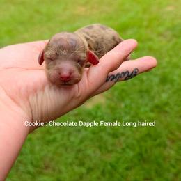 Cookie - Dapple female Dachshund puppy in Quitman, Mississippi from S-and-A Kennels