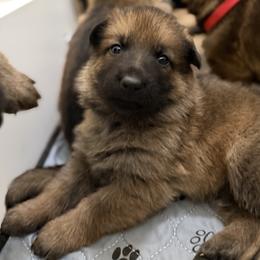 Pink Girl - Sable female German Shepherd puppy in Grantsville, Utah from Vom Haus Denfors K9 - Working German Shepherds