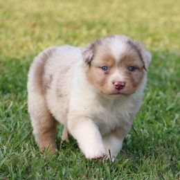 Red Merle Female 2 - Red merle female Australian Shepherd puppy in Northport, Alabama from Sipsey River Australian Shepherds