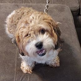 Assorted Doodle Crosses and Cavalier King Charles Spaniels from Parker's Pups