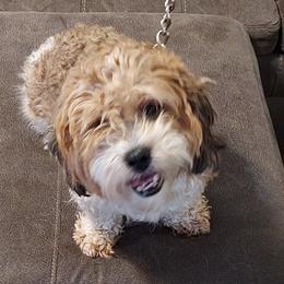 Assorted Doodle Crosses and Cavalier King Charles Spaniels from Parker's Pups