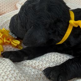 Ocala yellow - Black male Poodle puppy in Lakeland, Florida from Gulfside Poodles