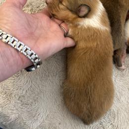 Penny - White female Collie puppy in Abilene, Texas from Regal Lassie's