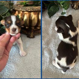 Hershey - Chocolate tan and white male Biewer Terrier puppy in Oklahoma from Rocky Oak Cavaliers & Biewer Terriers LLC