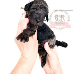Male Pick Number 4 - Blue merle male Aussiedoodle puppy in Corydon, Indiana from Ridgeline Doodles