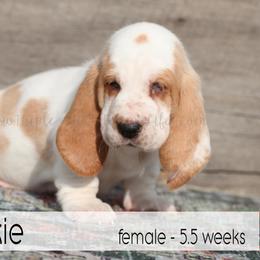 Sookie - Red and white female Basset Hound puppy in Jefferson City, Missouri from Triple Hill Farm