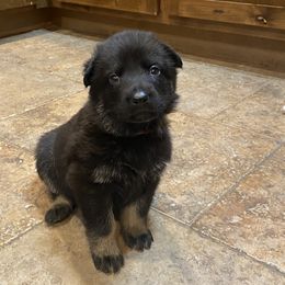 Girl 3 - Bi-color German Shepherd puppy in Stratford, Oklahoma from Vom Curtis Haus Kennels