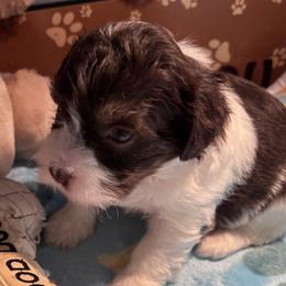Choc and white - Chocolate male Havanese puppy in East Lansing, Michigan from VanCort's Happy Havanese