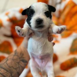 Panda - Parti male Yorkshire Terrier puppy in Lakeland, Florida from You Me & The Yorkies