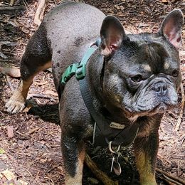 Monty - French Bulldog