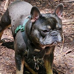 Monty - French Bulldog