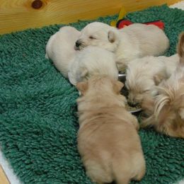 Scottish Terrier Puppies from Glendarra Scottish Terriers